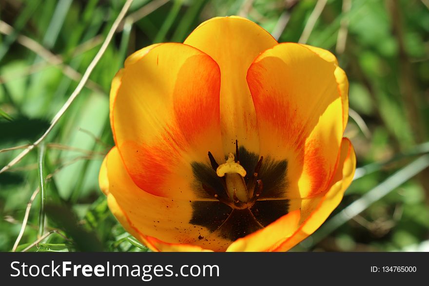 Flower, Plant, Wildflower, Flowering Plant