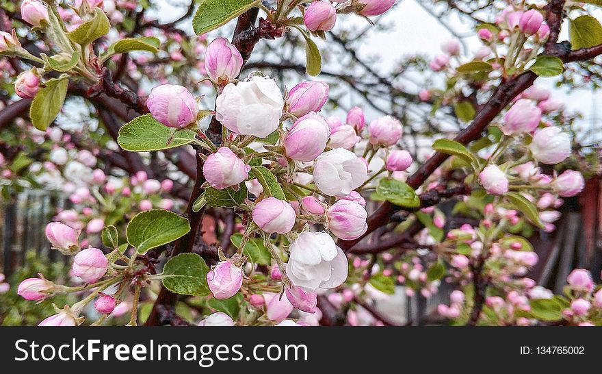 Plant, Blossom, Spring, Branch