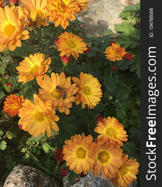 Flower, Yellow, Plant, Calendula