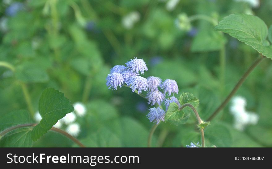 Plant, Flower, Nepeta, Herb