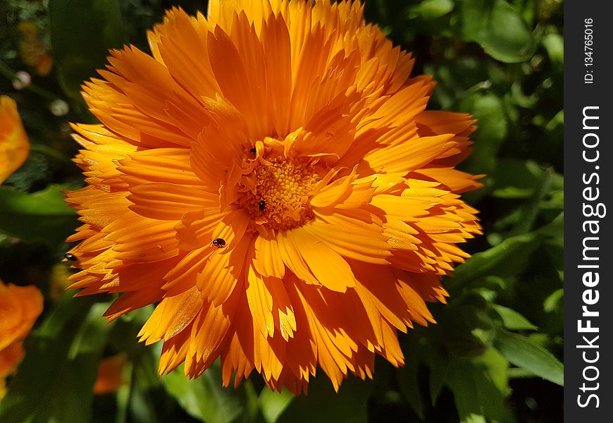 Flower, Yellow, Calendula, Flora