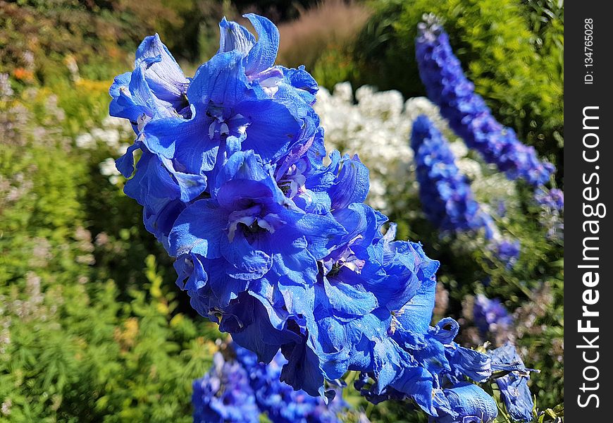 Blue, Flower, Plant, Flora