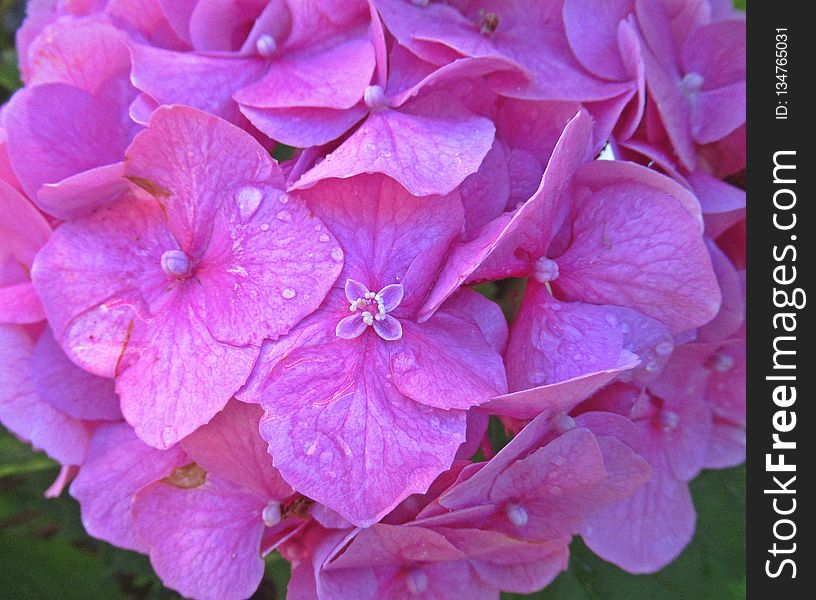 Flower, Pink, Hydrangea, Lilac