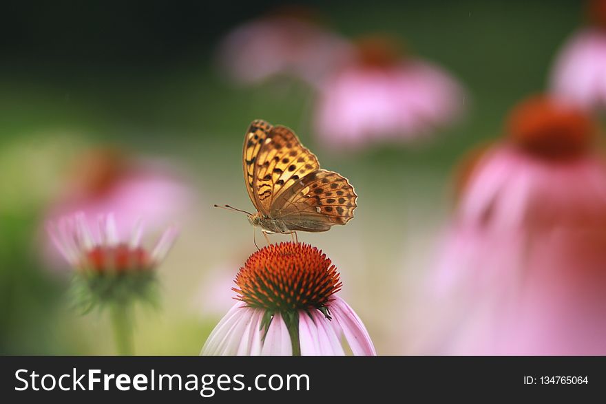 Butterfly, Nectar, Flower, Insect