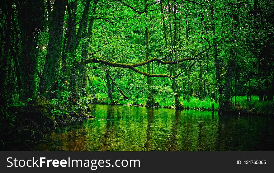 Green, Nature, Vegetation, Water