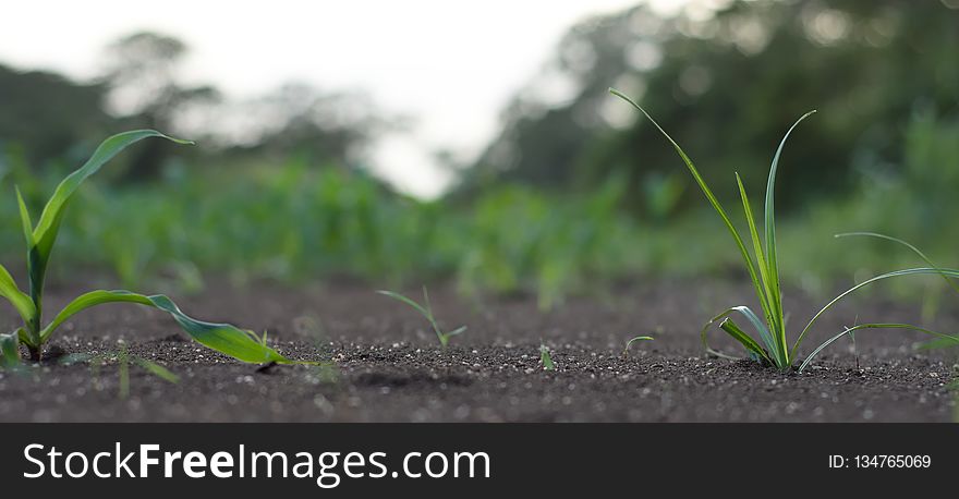 Vegetation, Plant, Grass, Leaf