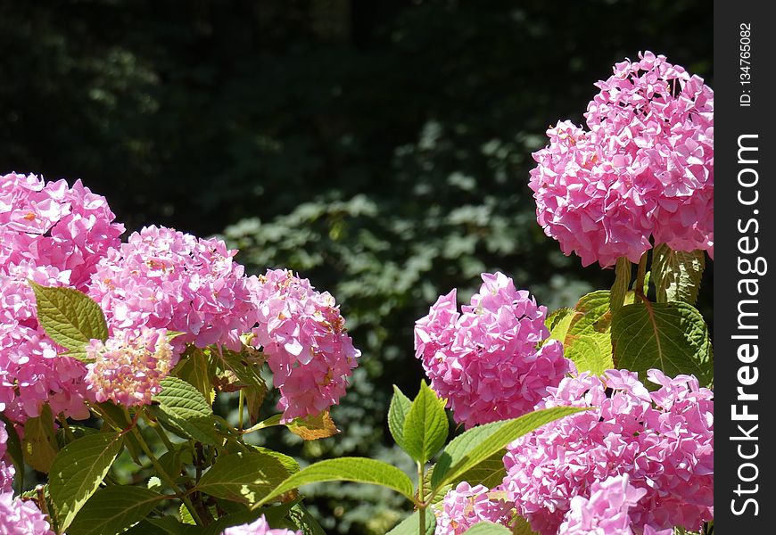 Flower, Plant, Pink, Hydrangea