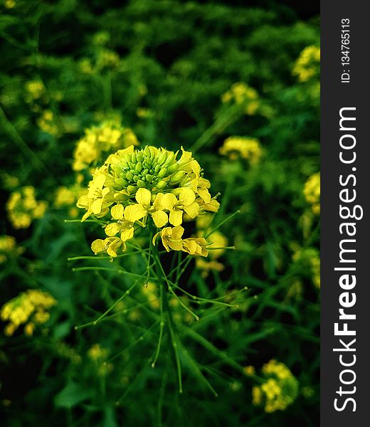 Yellow, Mustard Plant, Flower, Flora