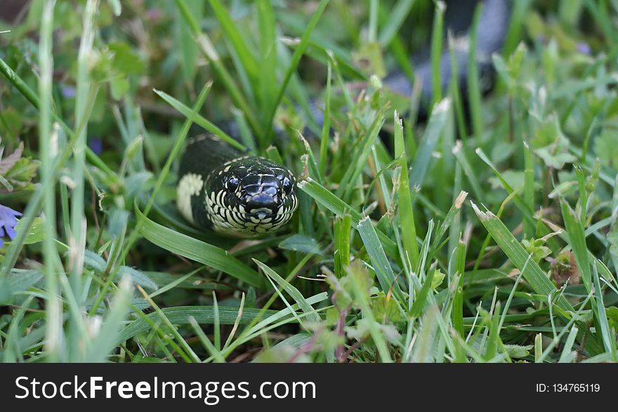 Fauna, Tortoise, Grass, Organism