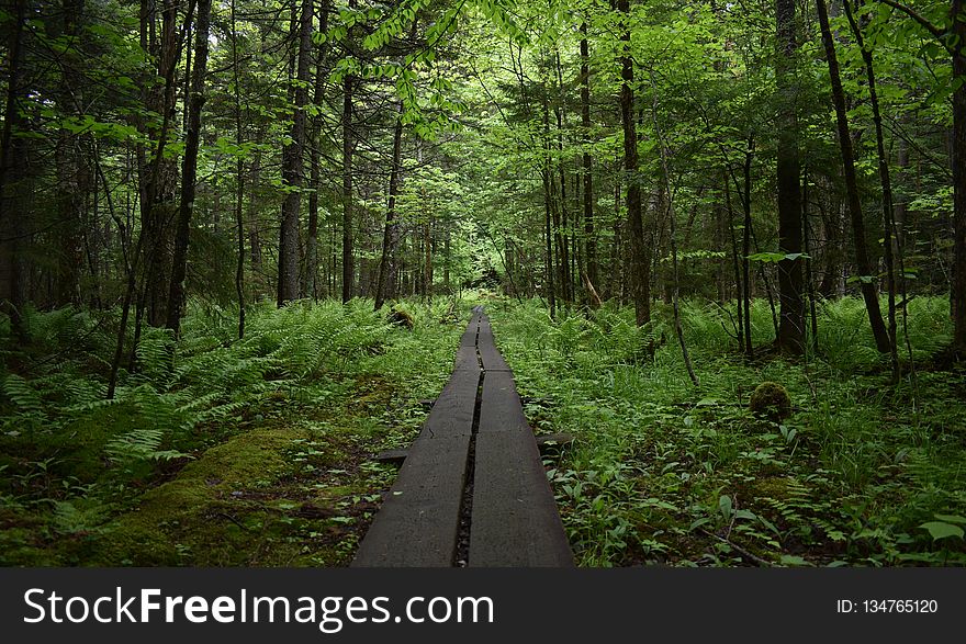 Forest, Path, Woodland, Nature