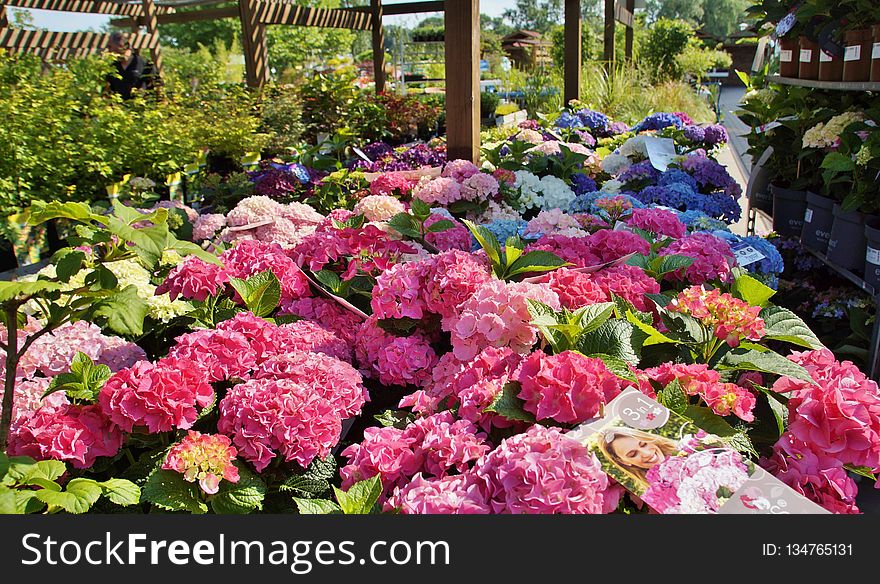 Flower, Plant, Flowering Plant, Hydrangea