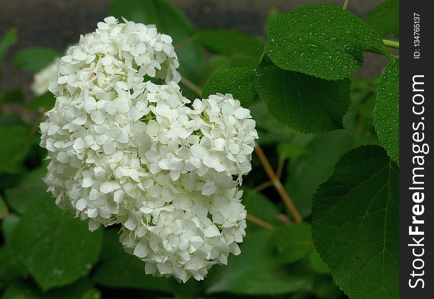 Flower, Plant, Nannyberry, Viburnum