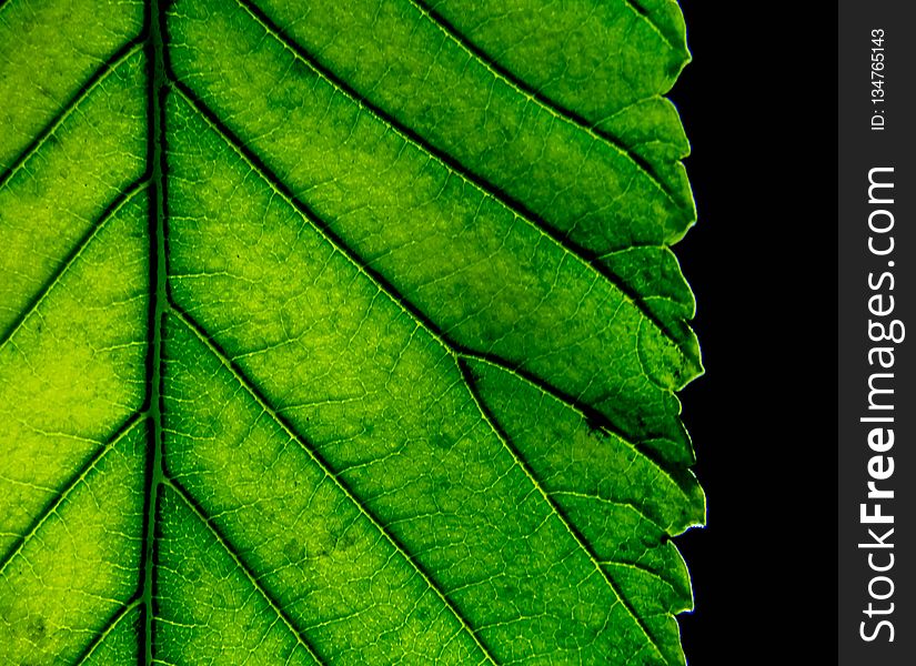 Leaf, Green, Deciduous, Plant