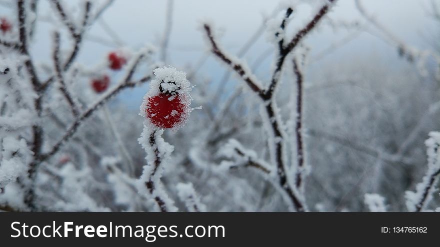 Winter, Frost, Freezing, Snow