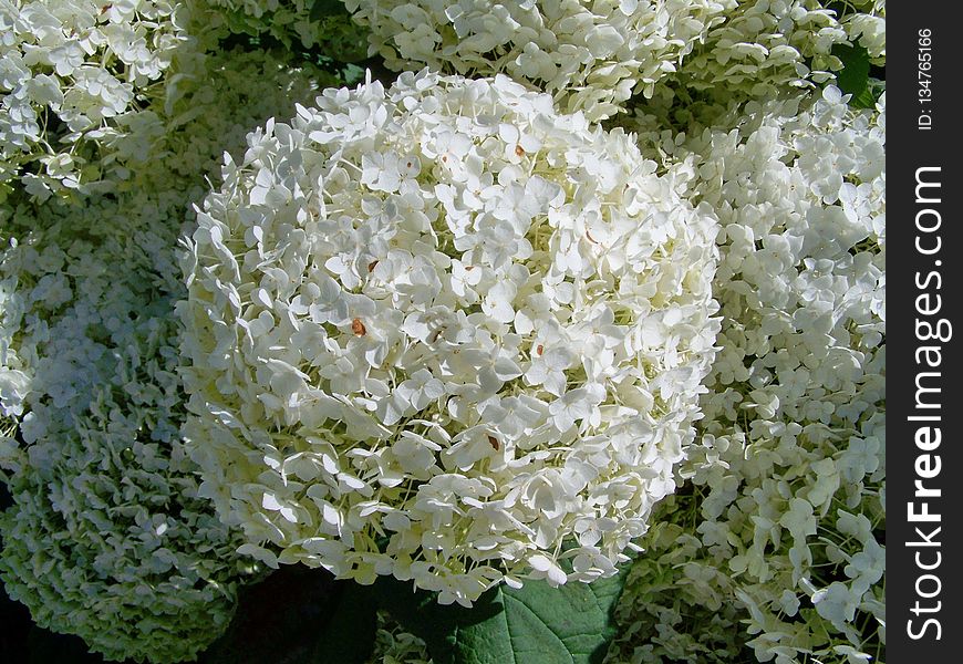 Flower, Plant, Flowering Plant, Hydrangea