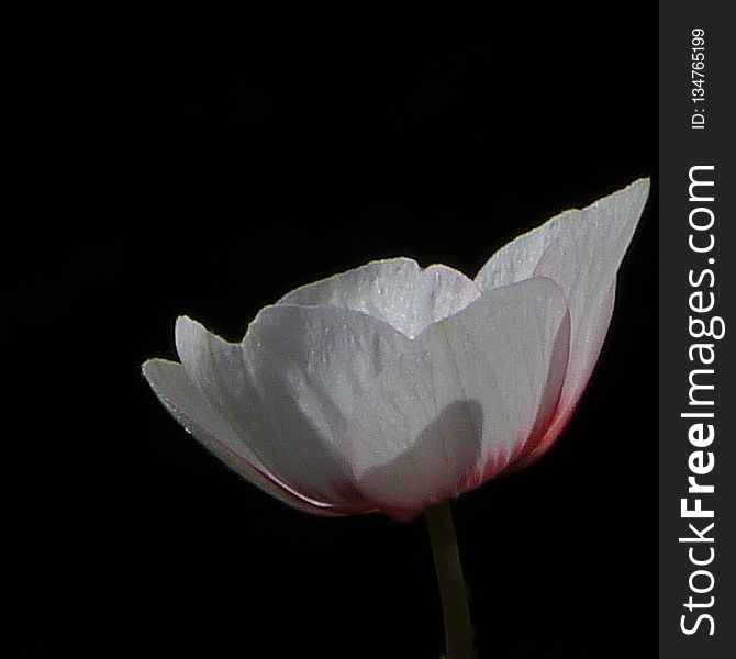 Flower, White, Plant, Flowering Plant