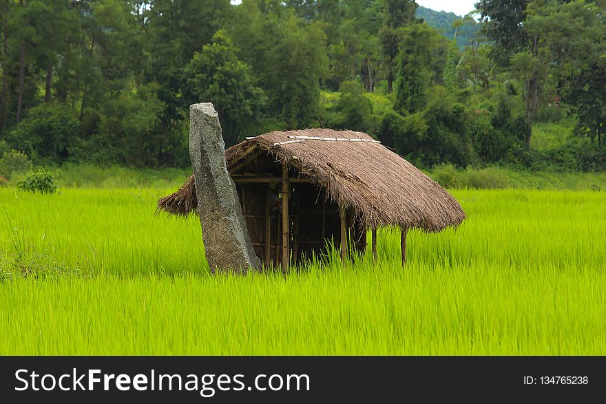 Field, Agriculture, Paddy Field, Grassland