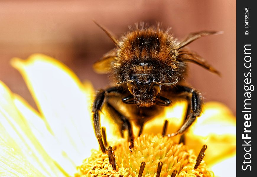 Insect, Honey Bee, Bee, Bumblebee