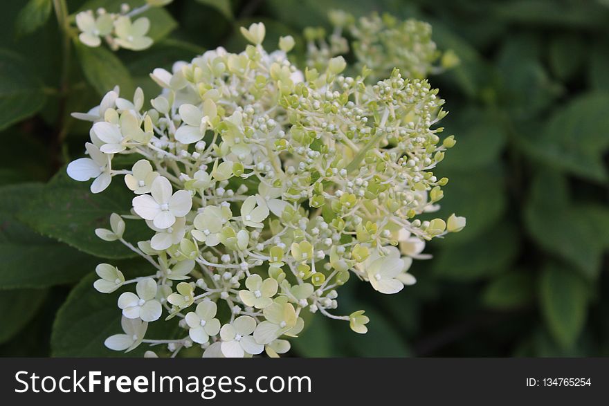 Plant, Flower, Cow Parsley, Hydrangea