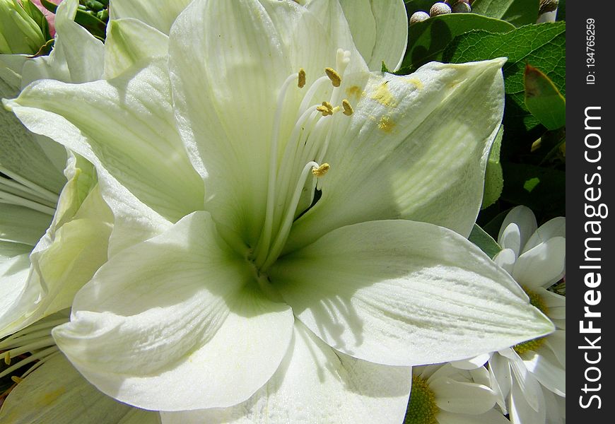 Flower, White, Plant, Lily