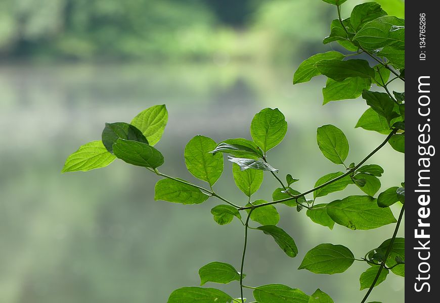 Leaf, Green, Plant, Branch