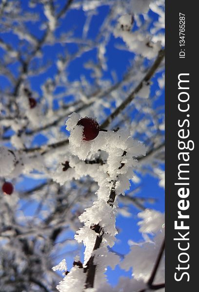 Blue, Branch, Winter, Sky