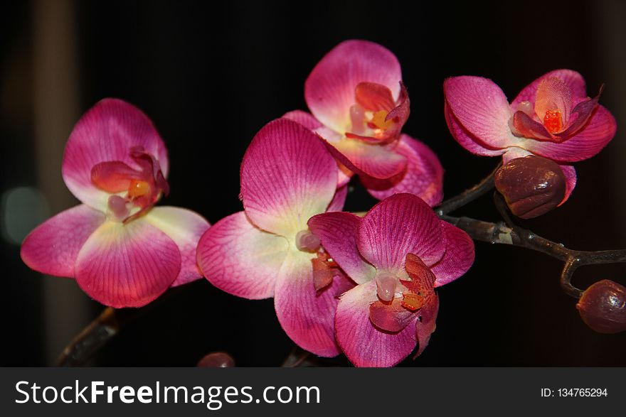 Flower, Flowering Plant, Pink, Plant