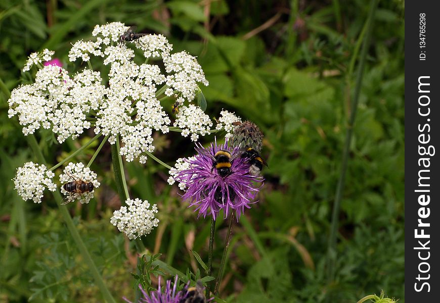 Flower, Plant, Flora, Flowering Plant