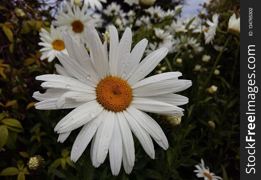 Flower, Oxeye Daisy, Flora, Plant