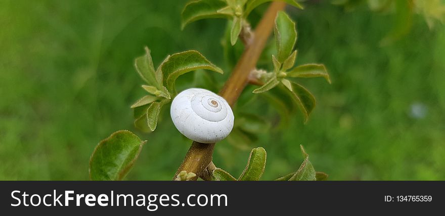 Plant, Flora, Branch