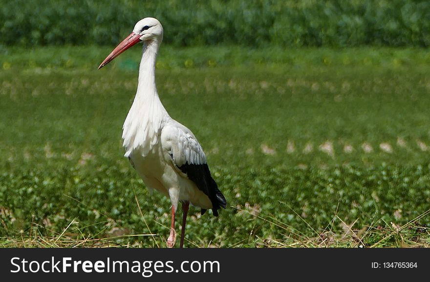 Bird, White Stork, Stork, Ecosystem
