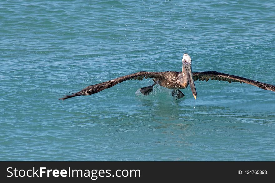 Pelican, Bird, Seabird, Fauna