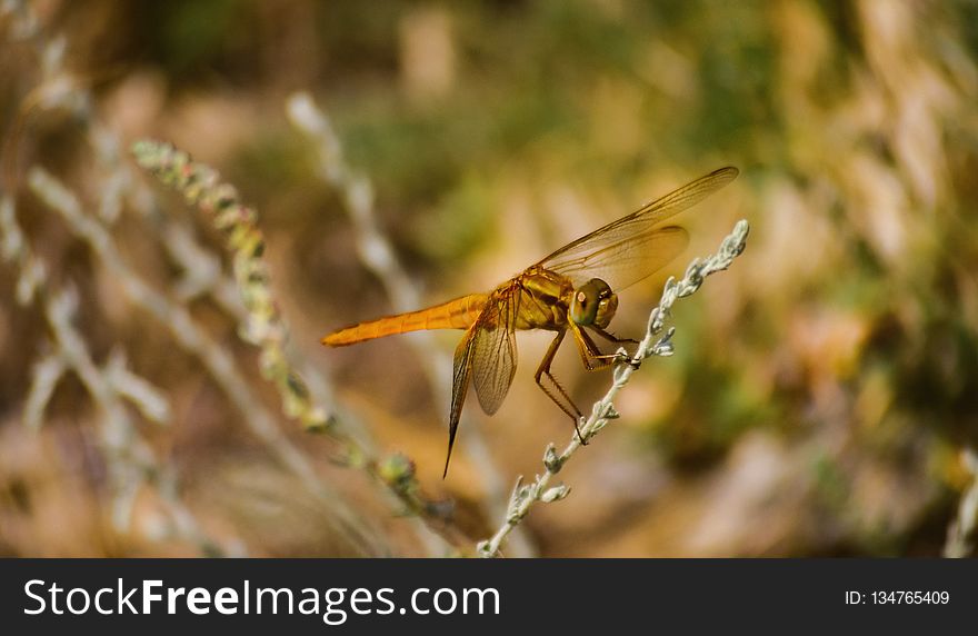 Dragonfly, Insect, Ecosystem, Wildlife