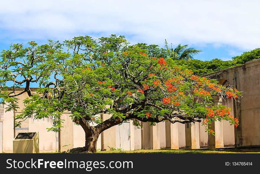 Tree, Plant, Flower, Sky