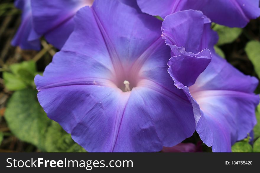 Flower, Blue, Plant, Purple