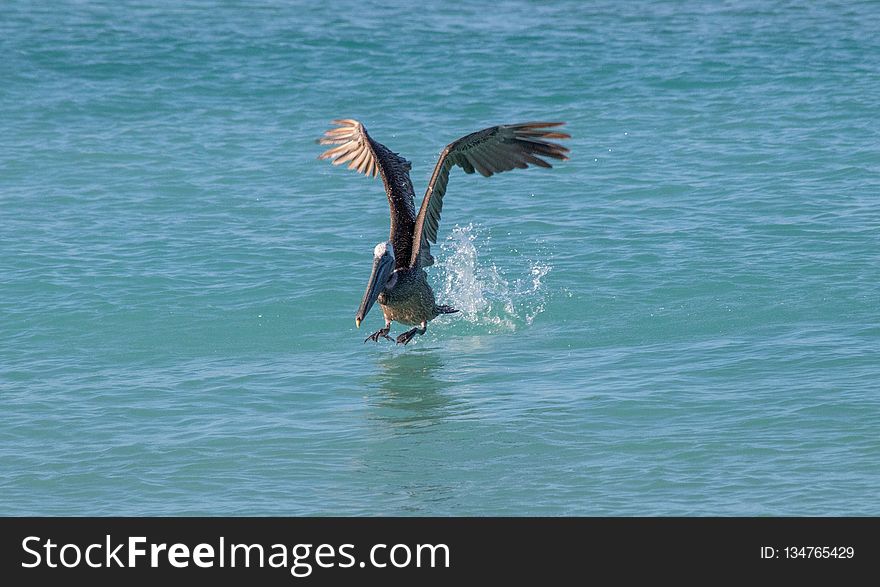 Seabird, Pelican, Bird, Water