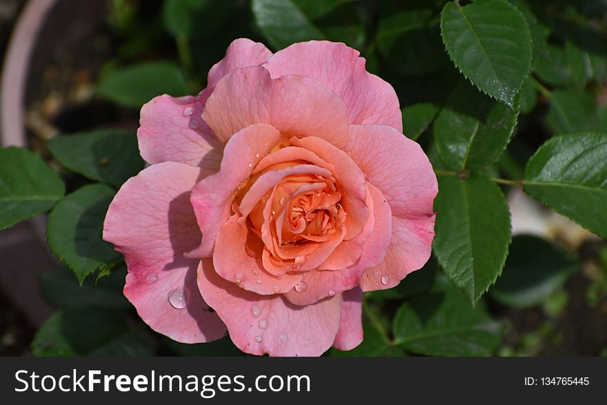 Flower, Rose, Rose Family, Plant