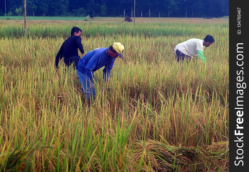 Agriculture, Crop, Paddy Field, Field