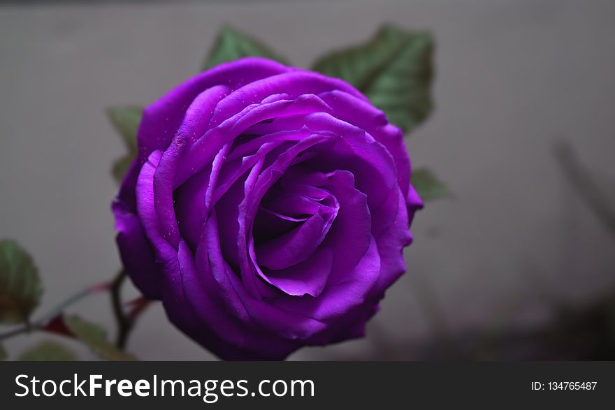 Flower, Rose, Rose Family, Purple