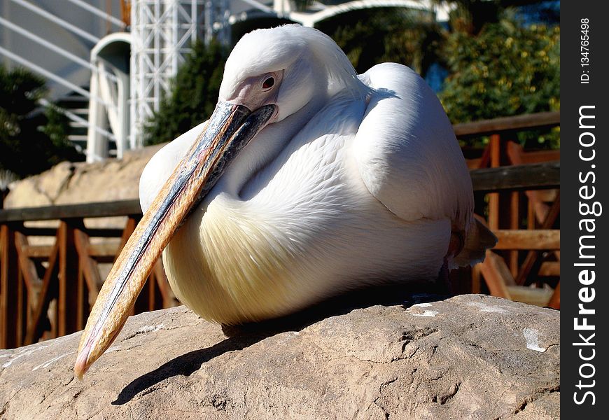 Bird, Pelican, Beak, Fauna