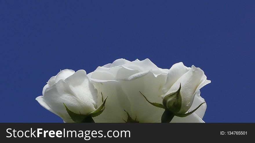 Flower, White, Rose Family, Rose