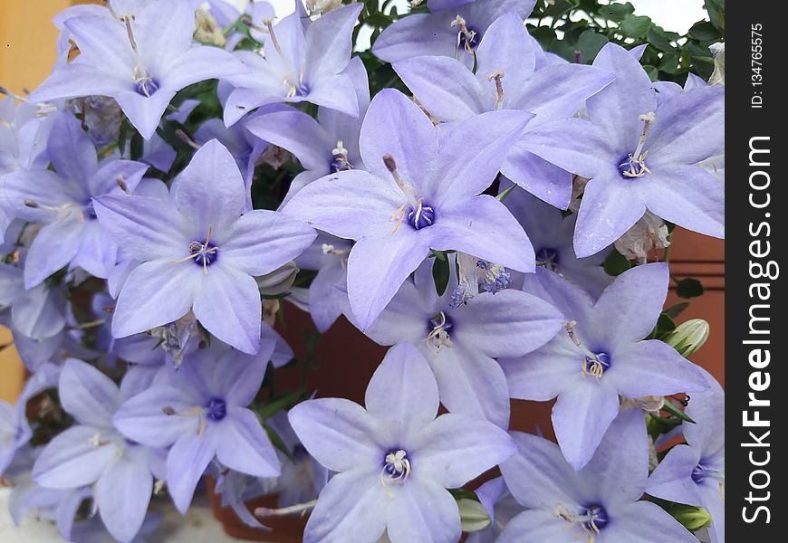 Flower, Blue, Plant, Flowering Plant