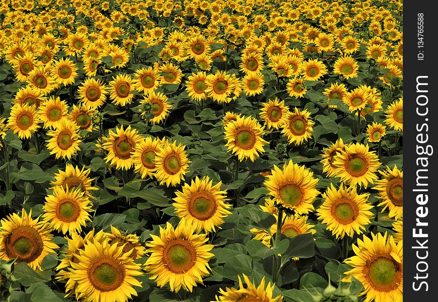 Flower, Sunflower, Yellow, Plant
