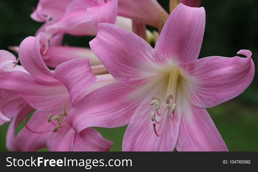 Flower, Plant, Pink, Flora