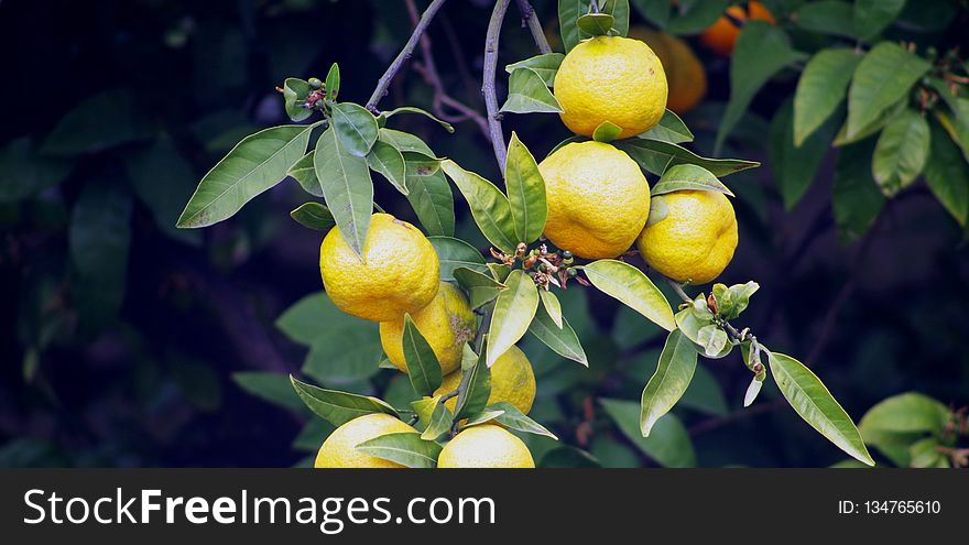 Citrus, Fruit, Fruit Tree, Lemon