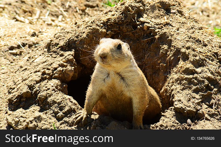 Mammal, Prairie Dog, Fauna, Squirrel