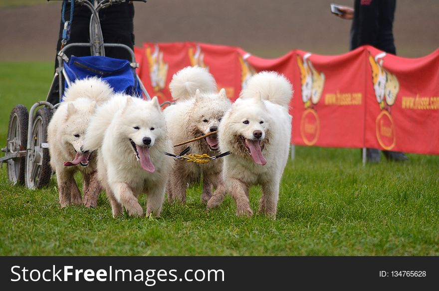 Dog Breed, Dog Breed Group, Dog, Conformation Show