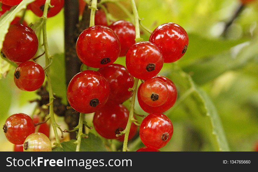 Natural Foods, Berry, Fruit, Currant