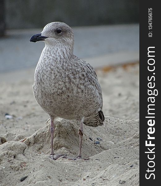 Bird, Gull, Seabird, Beak