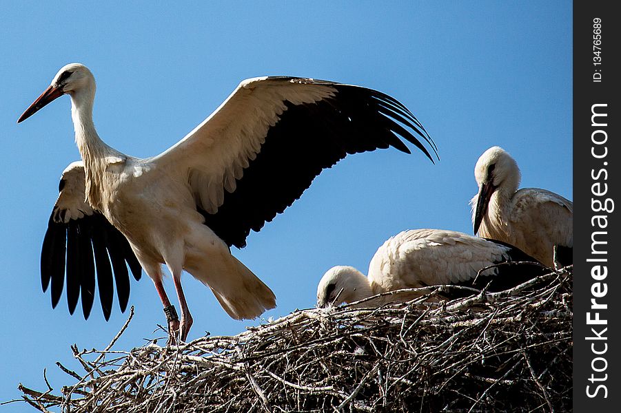 Bird, Stork, White Stork, Fauna